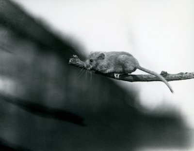 Dormouse on a Branch at London Zoo, May 1914 by Frederick William Bond
